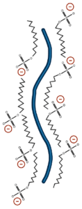 Denaturing Protein Electrophoresis: SDS-PAGE