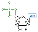 DNA nucleotide