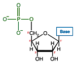 RNA nucleotide