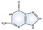 Guanine