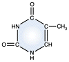 Thymine