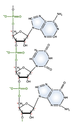 Structure of RNA molecule section