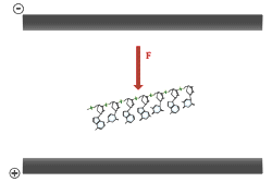 DNA migration in an electric field