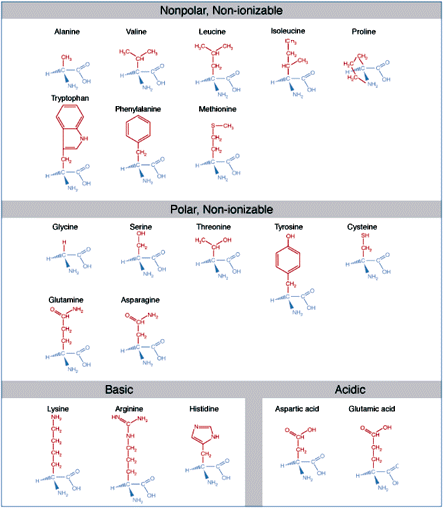 The Amino Acids