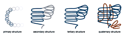 The levels of protein structure
