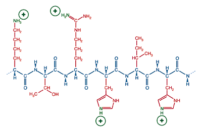 A protein with basic side chains.