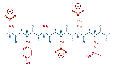 A protein with acidic side chains.