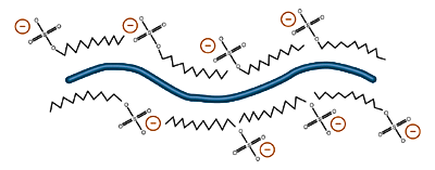 Emulsification of protein with SDS.