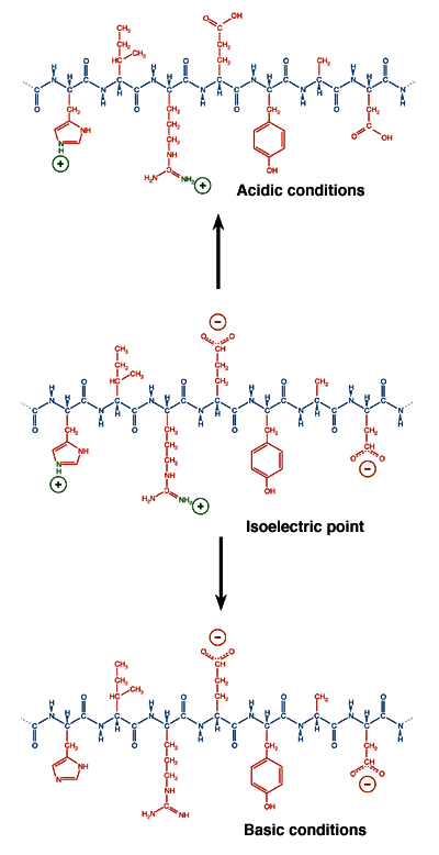 Determination of a protein's state of ionization.