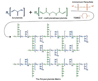 Polymerization of polyacrylamide with methylenebisacrylamide