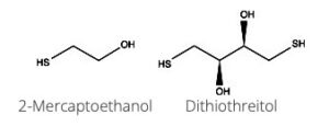 Mercaptoethanol and dithiothreitol