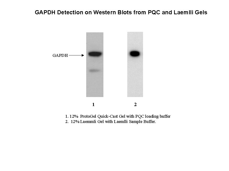 Quick Cast Western Blot