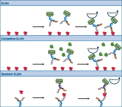 Variations of ELISA