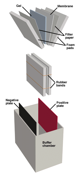 Western blotting apparatus