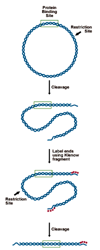 Preparing the DNA substrate for DNase footprinting analysis. A circular construct containing the protein binding site is linearized with a restriction endonuclease, yielding two free ends, which are both labeled. One end is then cut away in a second round of restriction digestion, leaving an end-labeled probe which carries the binding site.
