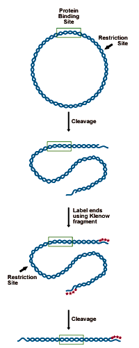 2_1_9b Preparing the DNA substrate for DNase footprinting analysis. A circular construct containing the protein binding site is linearized with a restriction endonuclease, yielding two free ends, which are both labeled. One end is then cut away in a second round of restriction digestion, leaving an end-labeled probe which carries the binding site.