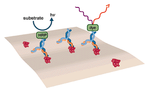 Basic method of immunostaining