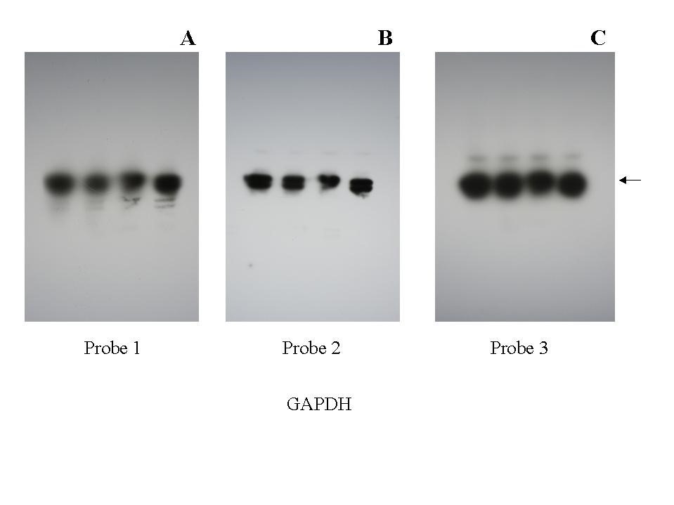 Figure 2: Multiple strippings with ProtoLift Western Stripping Buffer cause minimal (if any) loss of detection.