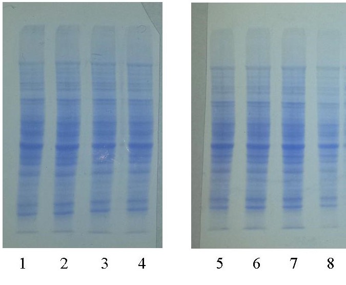 Figure 1: No detectable difference found between mouse liver extract lanes stripped with ProtoLift Western Stripping Buffer (Lanes 5-8) and control lanes (Lanes 1-4).