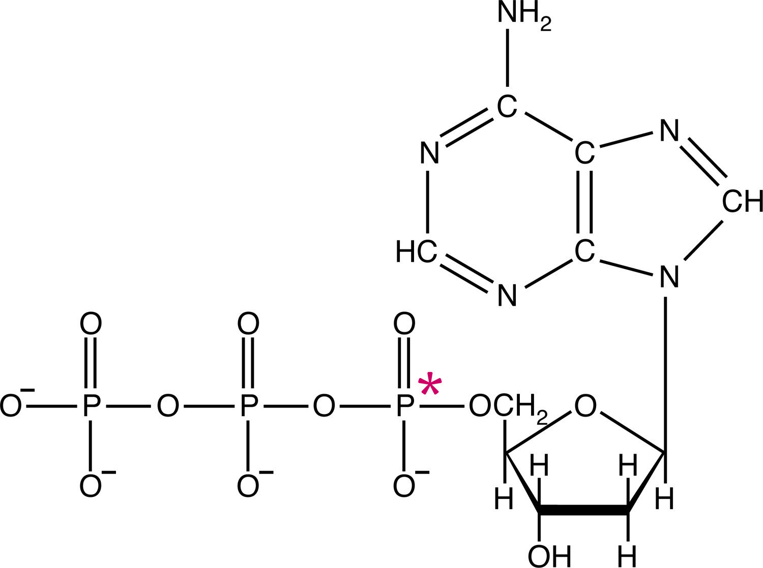 ATP[a-32P]