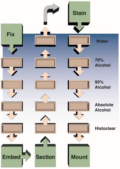 Complete Process for Tissue Preparation