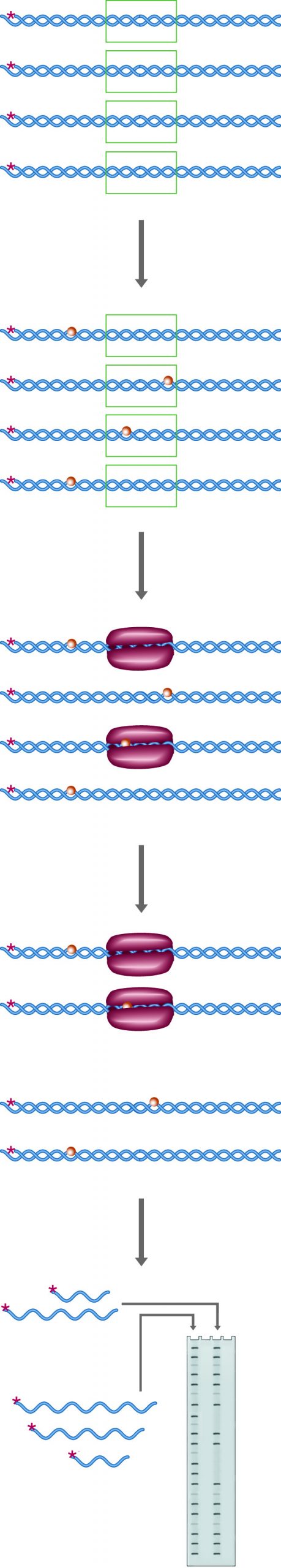 Uracil or Methylation Interference