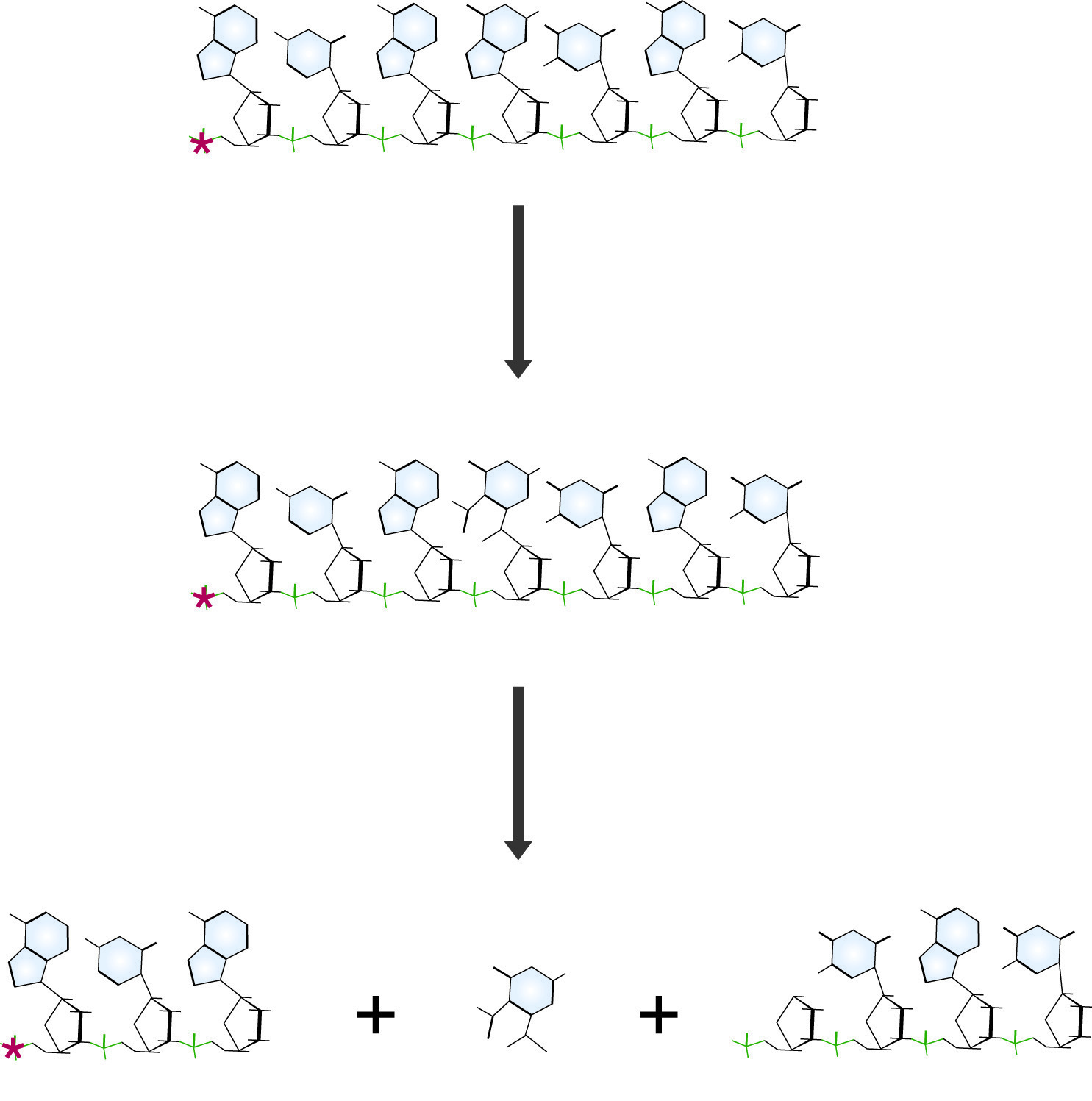 Maxam and Gilbert reaction for Guanidine residues