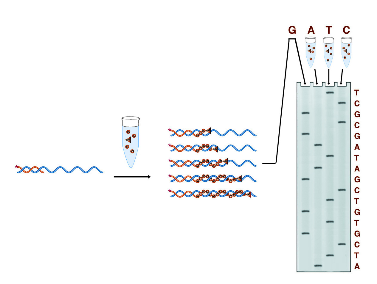 Sanger sequencing