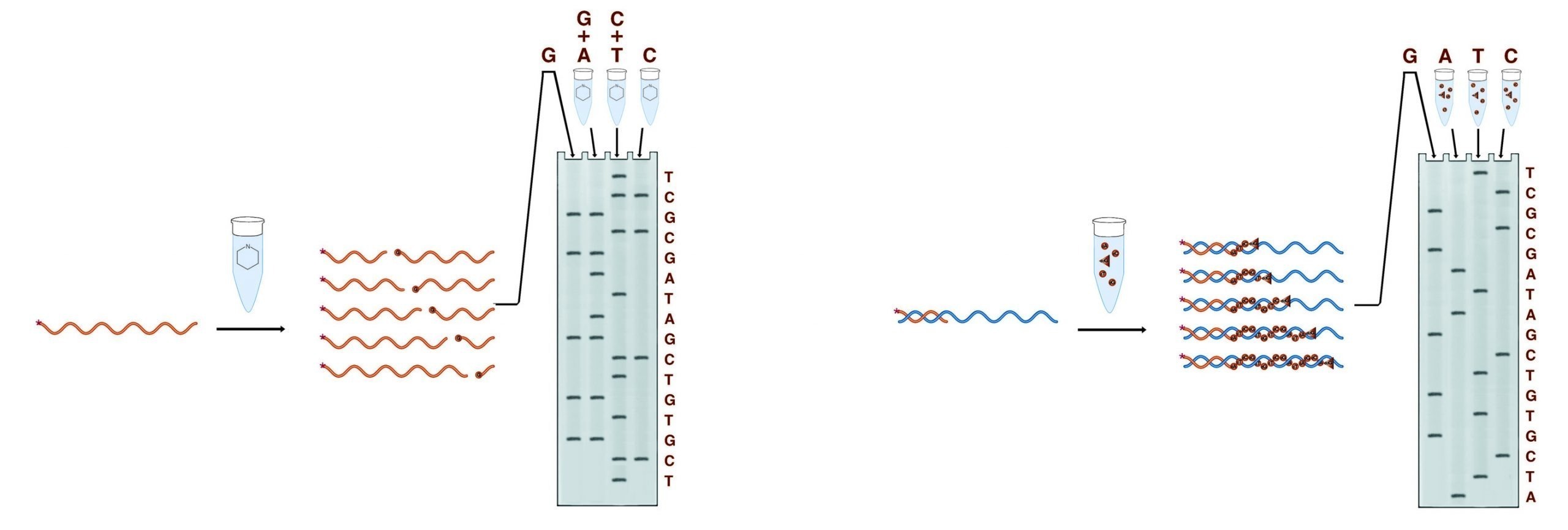 The two methods of sequencing analysis