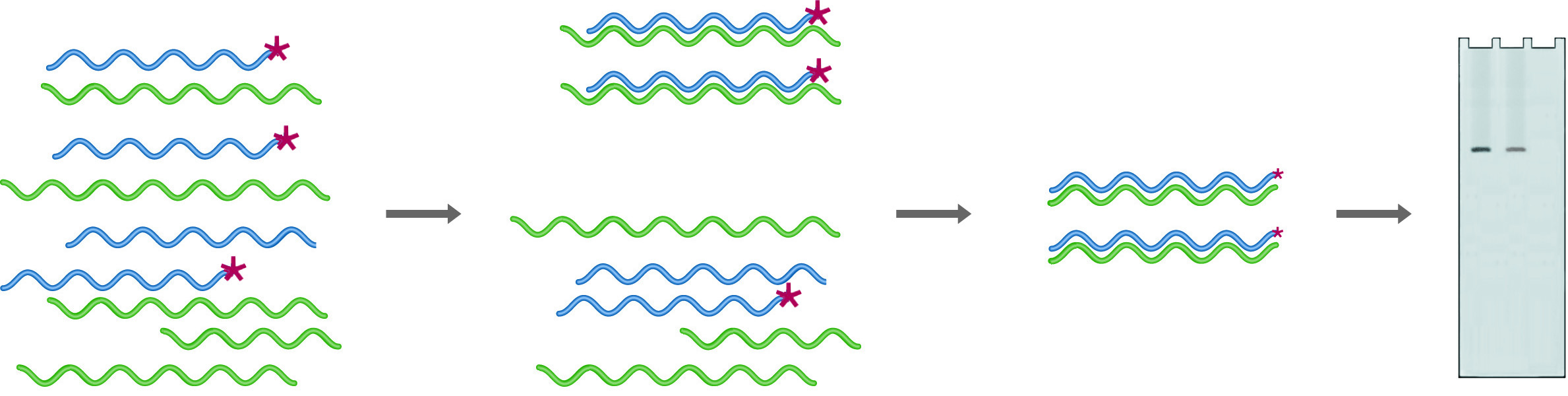 RNase Protection