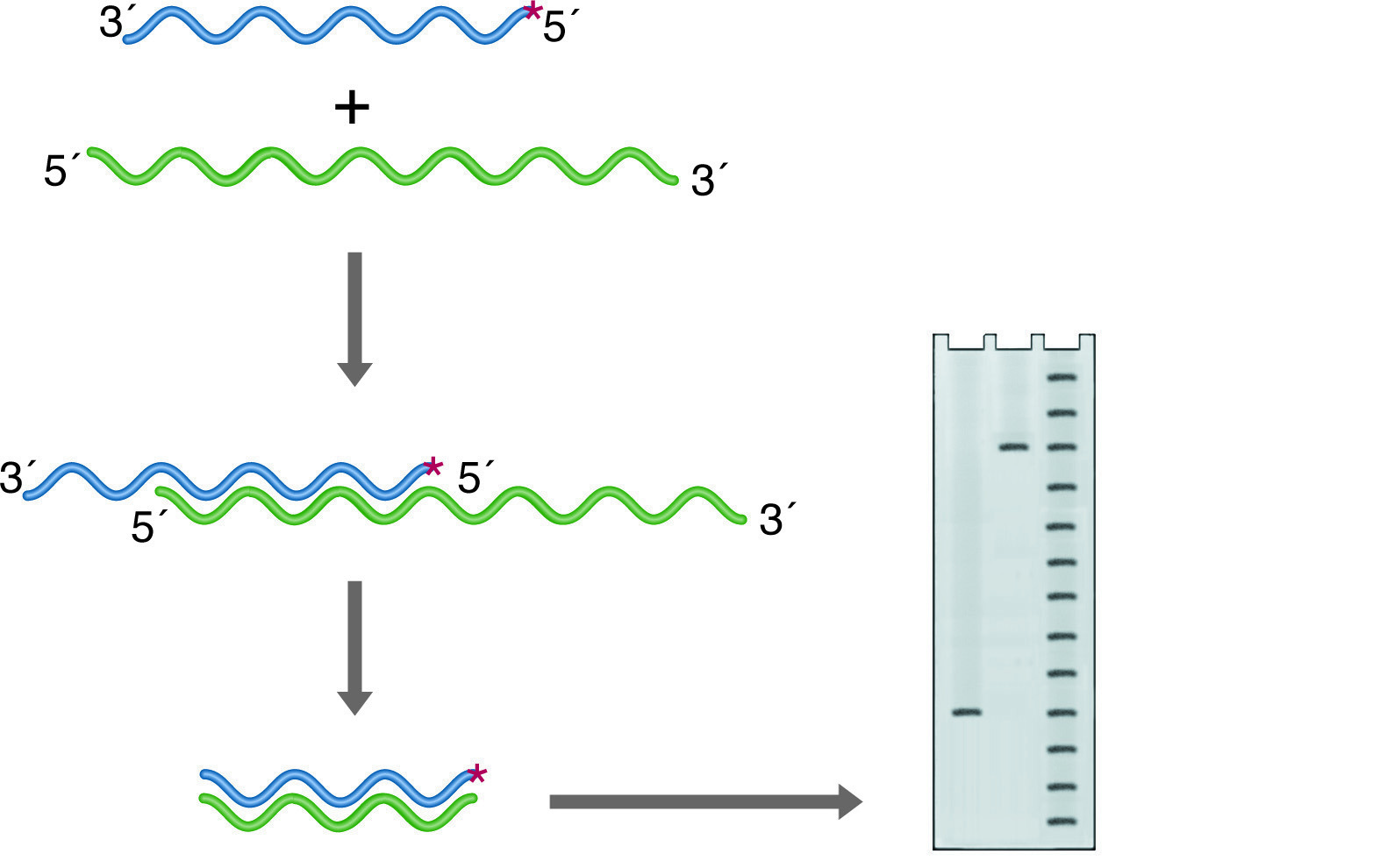 S-1 mapping of a transcription start site