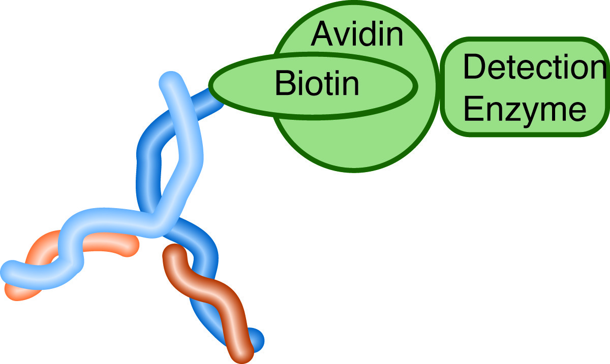Biotinylated Antibodies