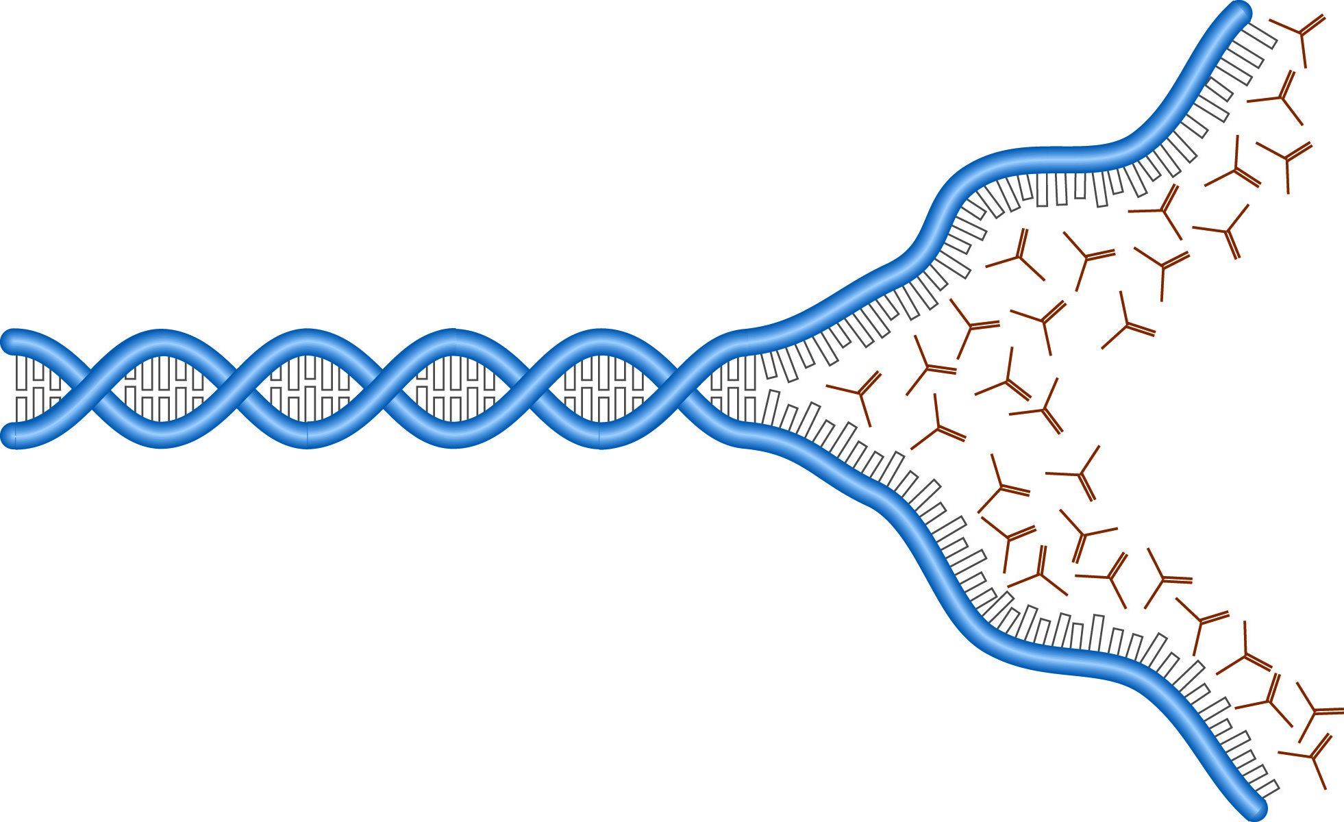 Denaturation of DNA by urea