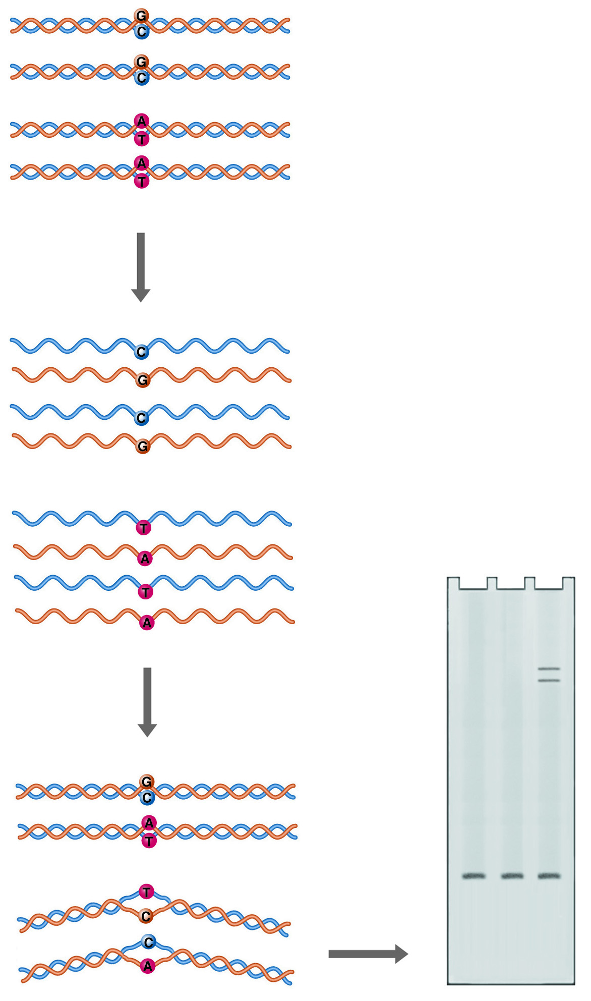 Heteroduplex Analysis