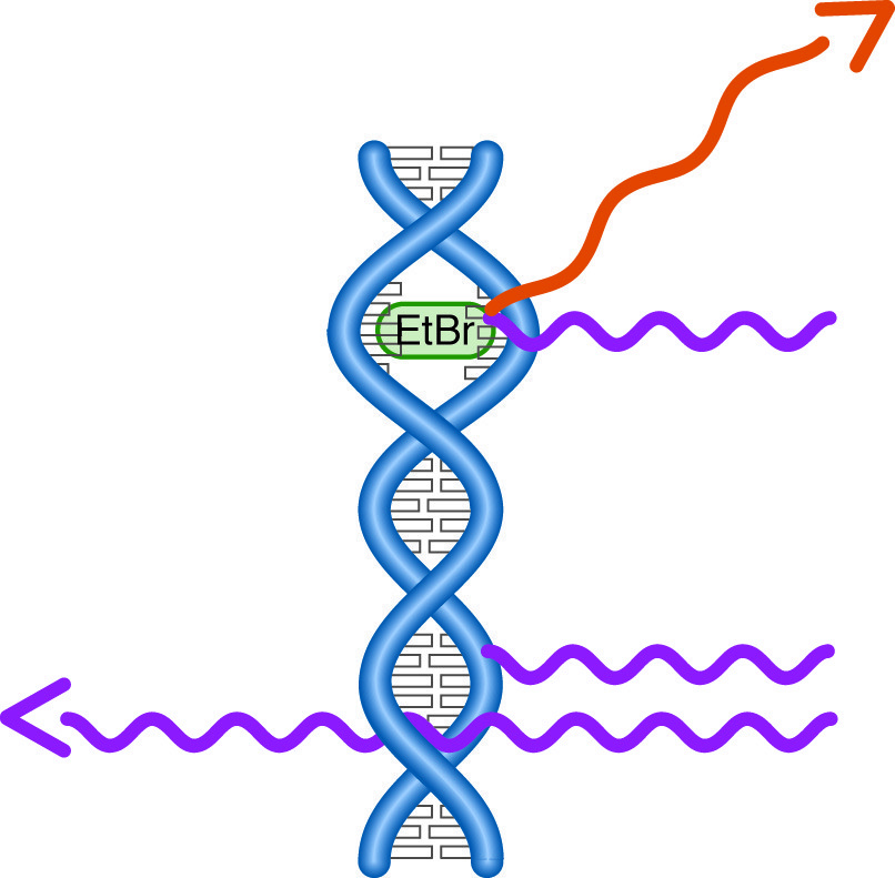 UV light striking DNA